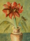 Amaryllis